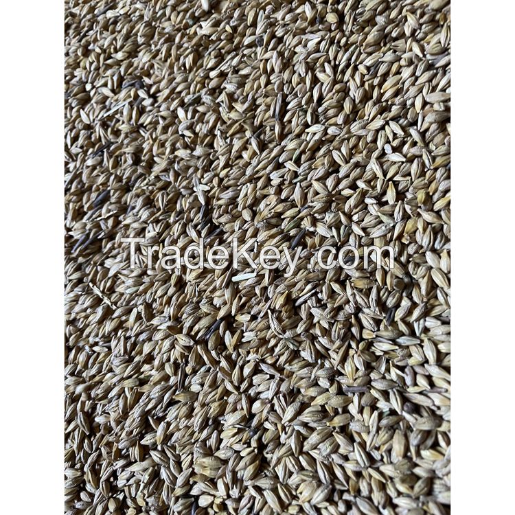 Natural barley feed whole grain agriculture animal feed barley bulk