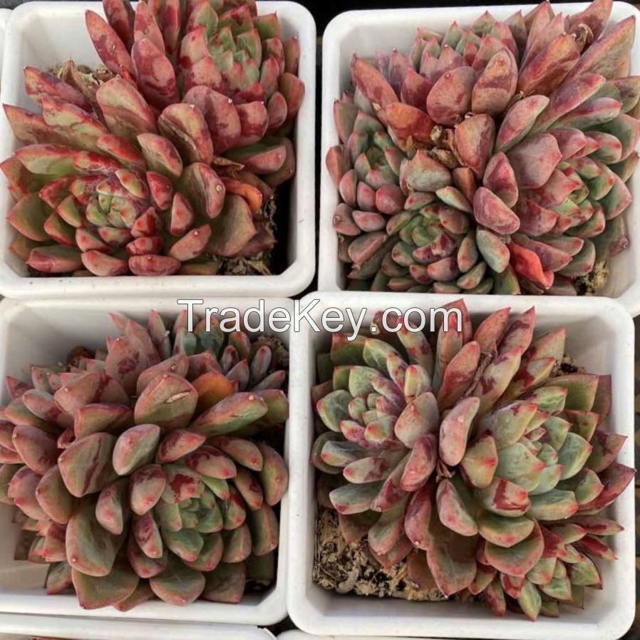 Echeveria Blood cherry wholesale special natural succulent plants with red spots