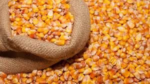 Red Corn for Animal Feed