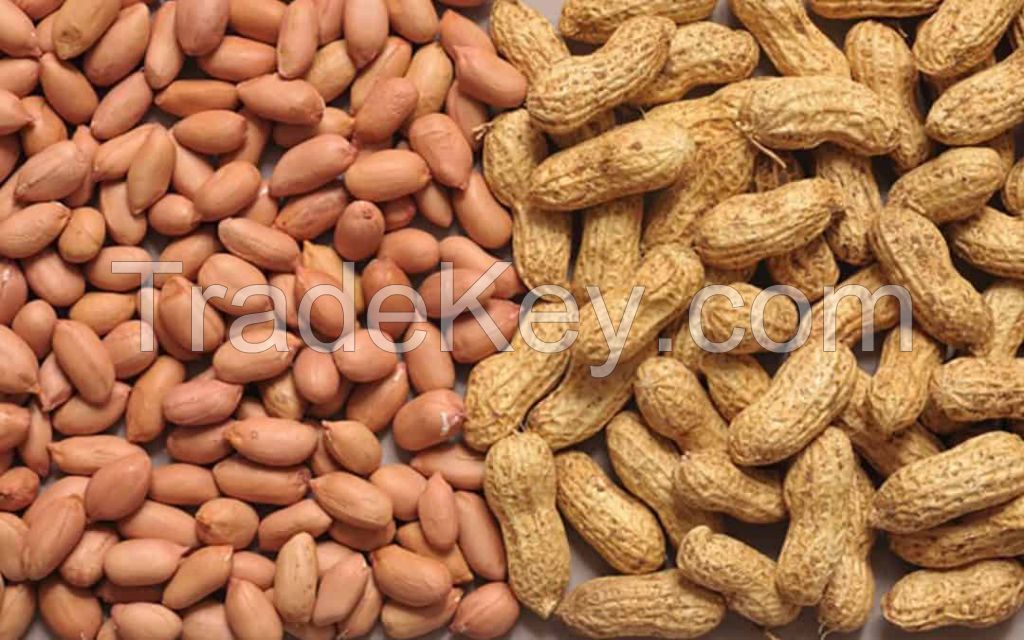 groundnut