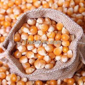 Dried Style Yellow Corn/ Dry Maize For Animal Feed