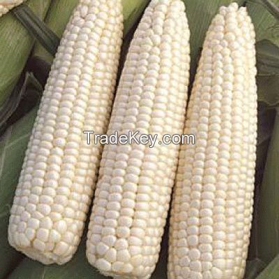 Dried White Maize/Corn, Fit for Human Consumption and Animal Feed