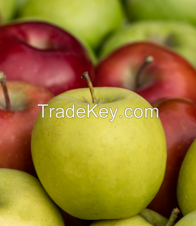 Royal Gala Apple/Fresh Fruit South Africa / Fresh Red Delicious Apples