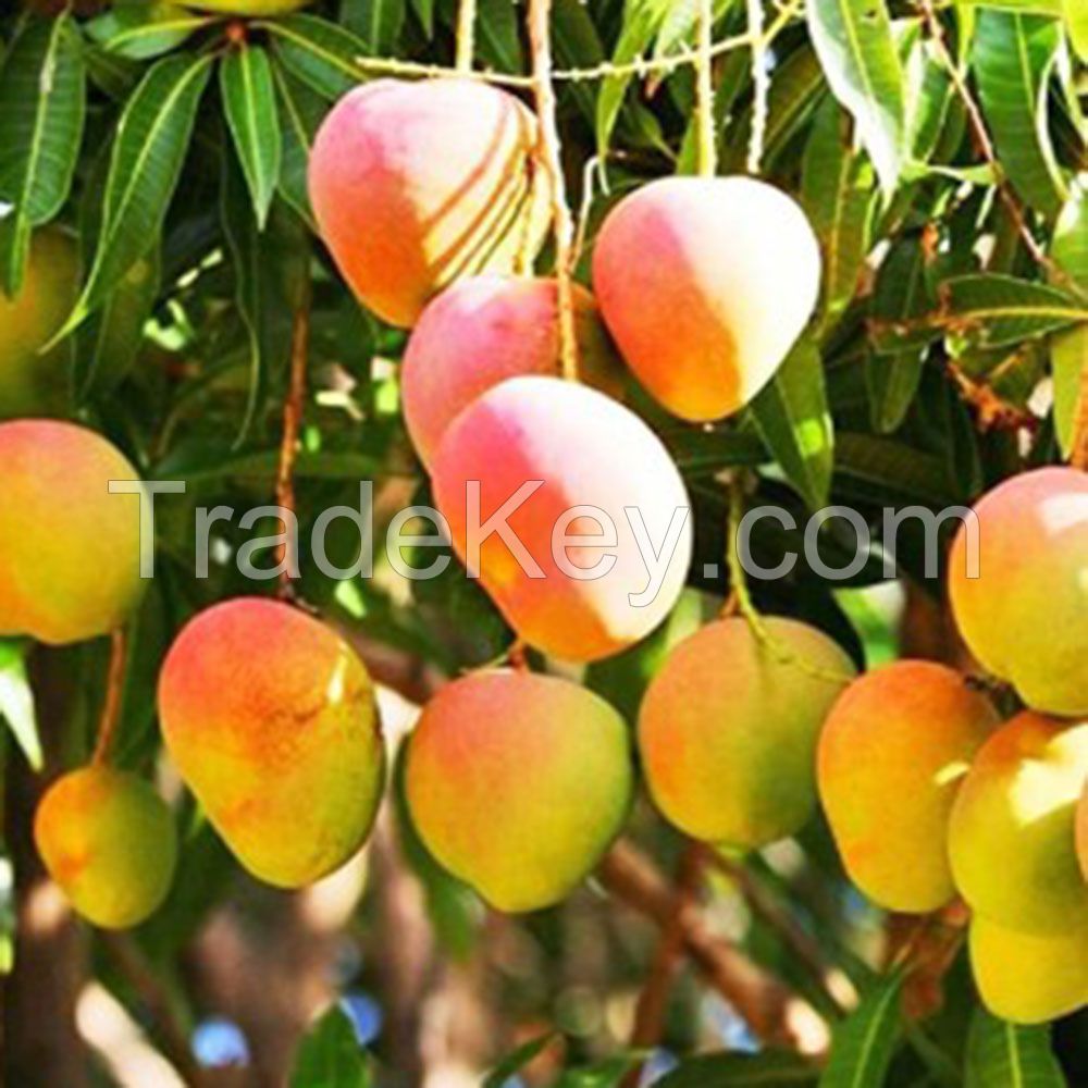 mango / Fresh Mango Supplier