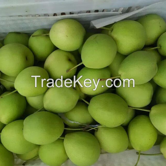 Best Price Fresh Pear / Golden Pear Fruit For Sale