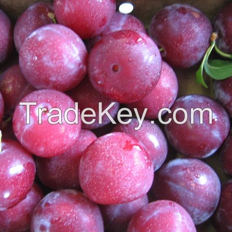 Juicy Fresh Plums Now Available For Sale