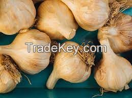 GARLIC