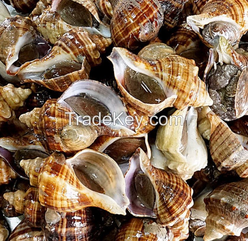 clams, shellfish, razor clam, horned turban, whelk