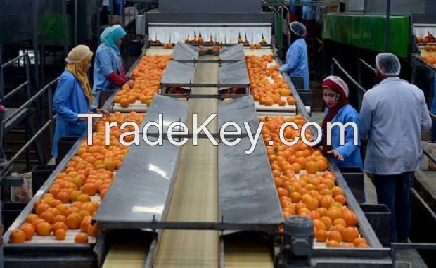 Fresh Naval Oranges From South Africa