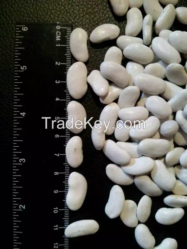 100% Organic Natural Agriculture Product Large White Kidney Beans Raw Style Dry White Kideny Beans New Crop