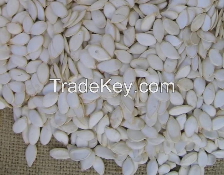 Good Quality Snow White Pumpkin Seeds for Sale