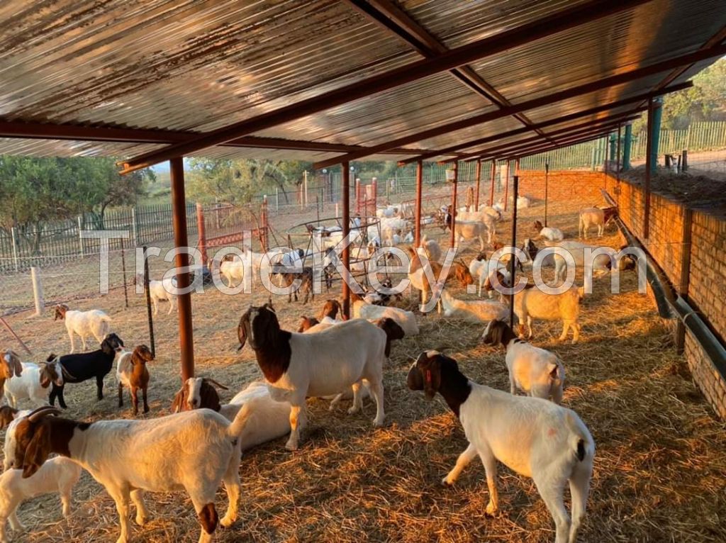 Boer Goats