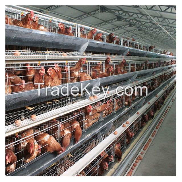 Layer Chicken Cages , Egg Poultry Farming Equipment System