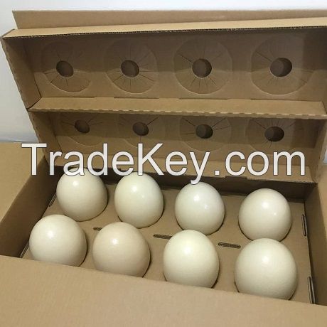 Ostrich Eggs