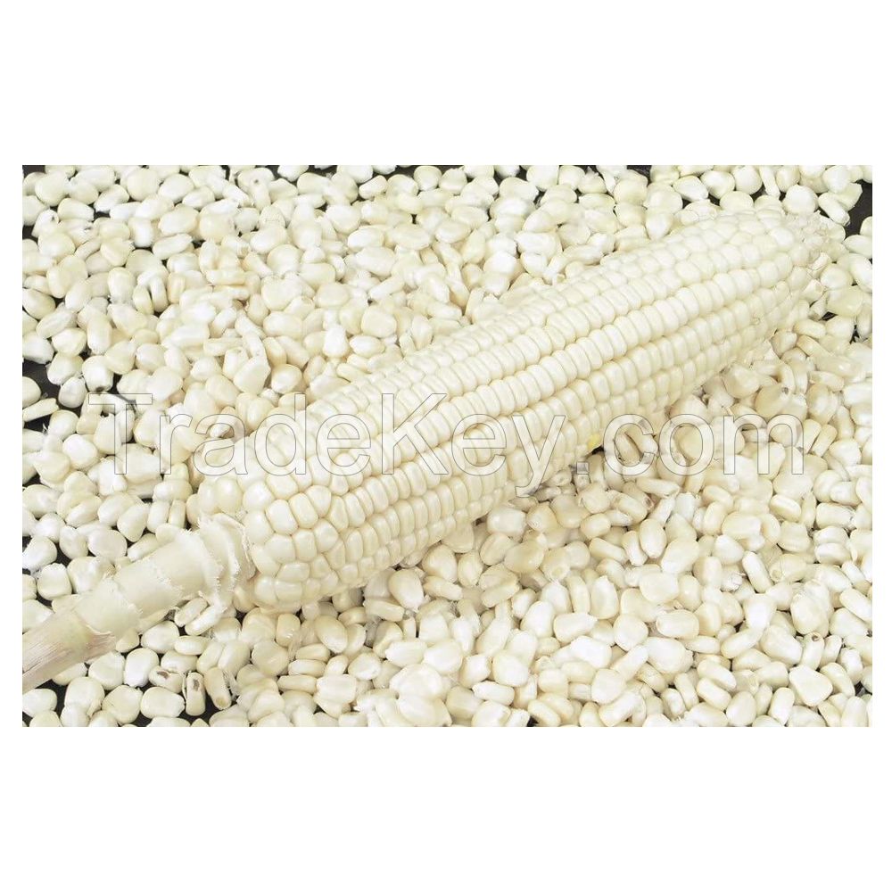 White / Yellow Maize Corn for Human Consumption