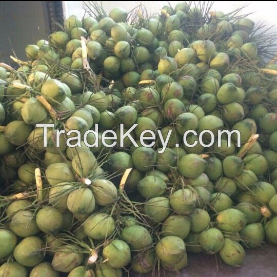 High Quality Fresh Young Coconut
