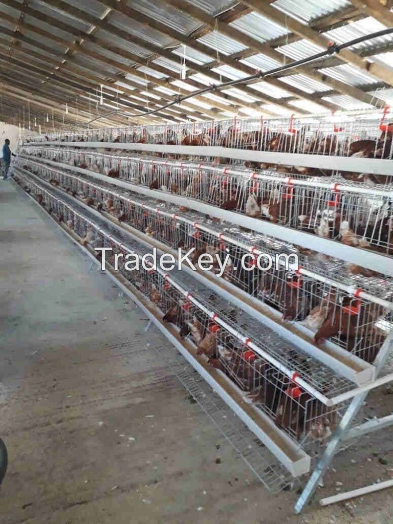 CHICKEN CAGE FOR BROILERS FOR SALE