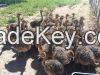 FERTILE OSTRICH EGGS AND CHICKS AND FEATHERS FOR SALE