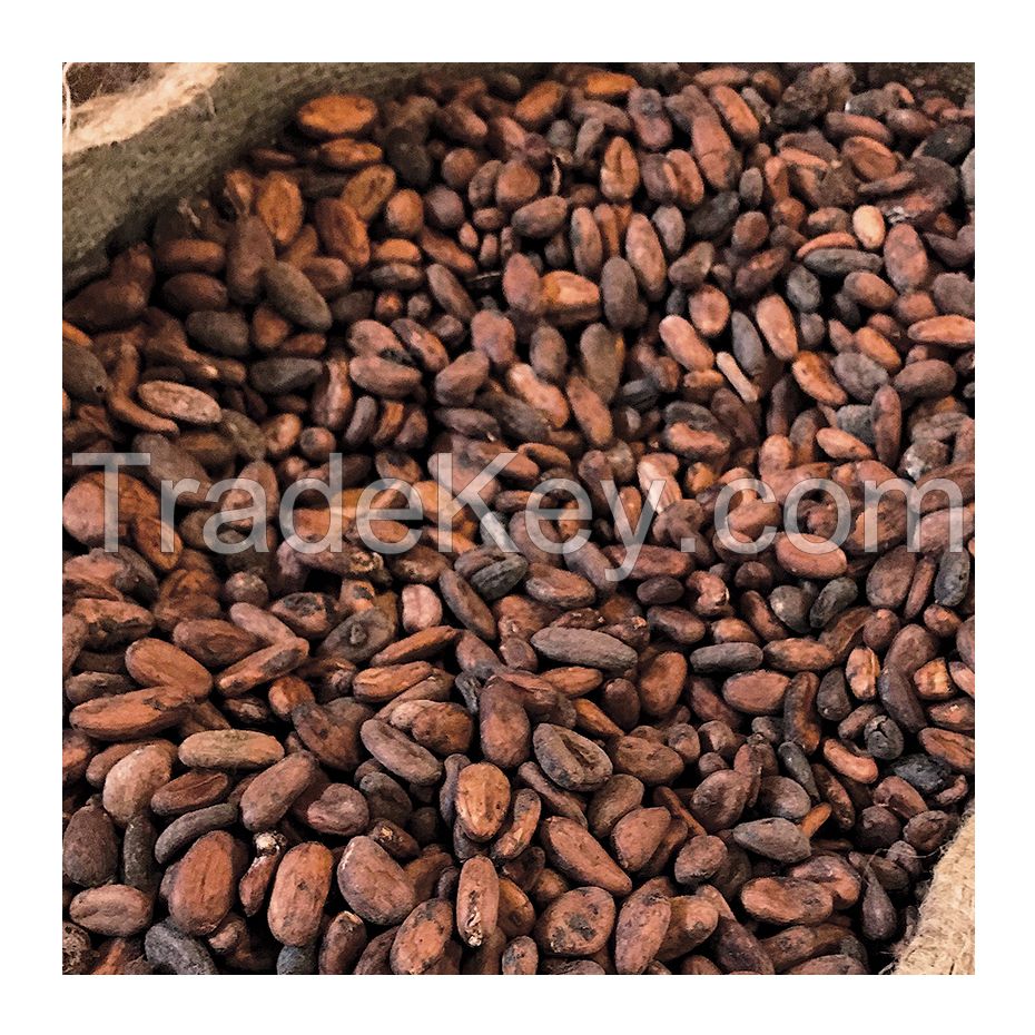 Cocoa Beans / Raw Coco Beans / Dried Cocoa Beans