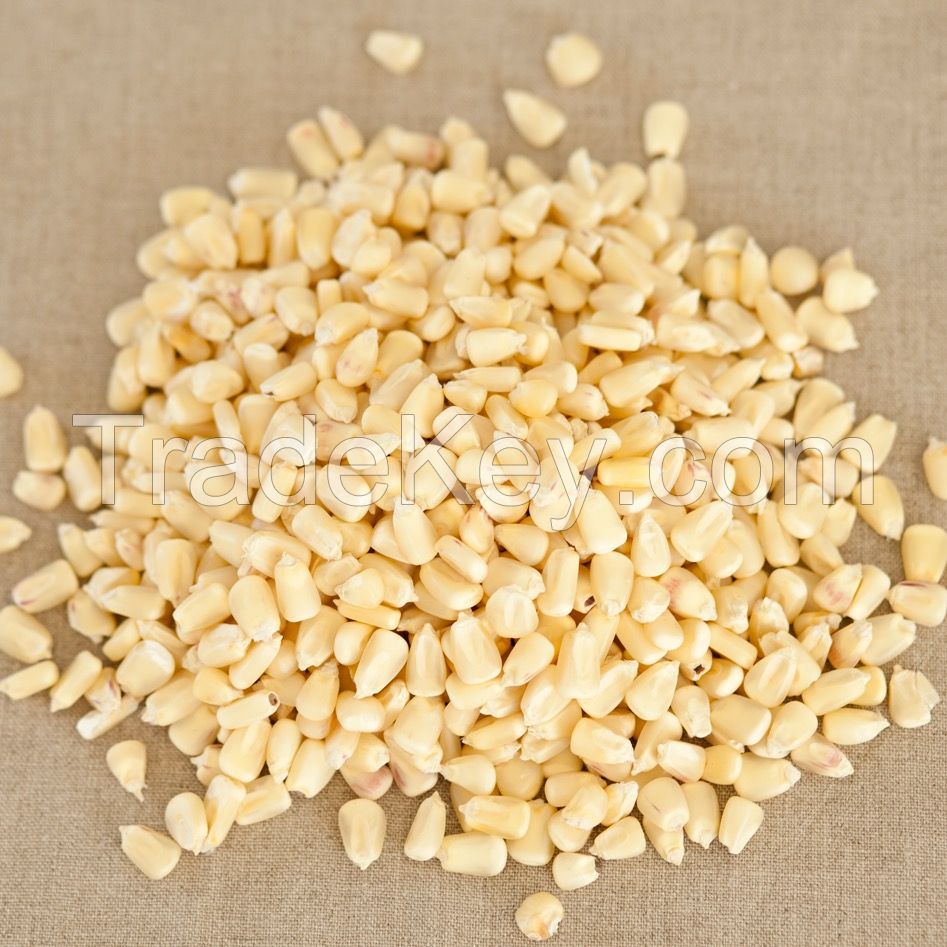 High Quality White Corn Maize Grains