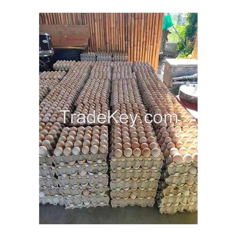 Fresh Chicken Table Eggs