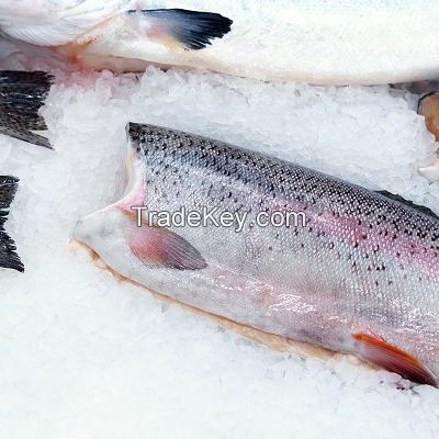 Fresh Frozen Salmon Fish Top Quality