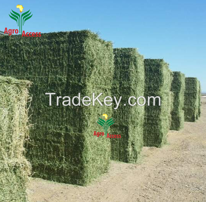 Buy Organic Alfalfa Grass Hay/ Alfalfa Hay Pellets For Animal Feed