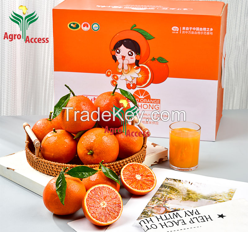 Fresh Blood Oranges Red Citrus Fruits Natural Sweet Taste Farm Fresh Mandarin Orange