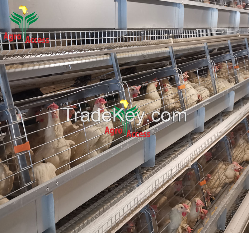 baby Broiler Poultry chicken cage for 1 day old chicks