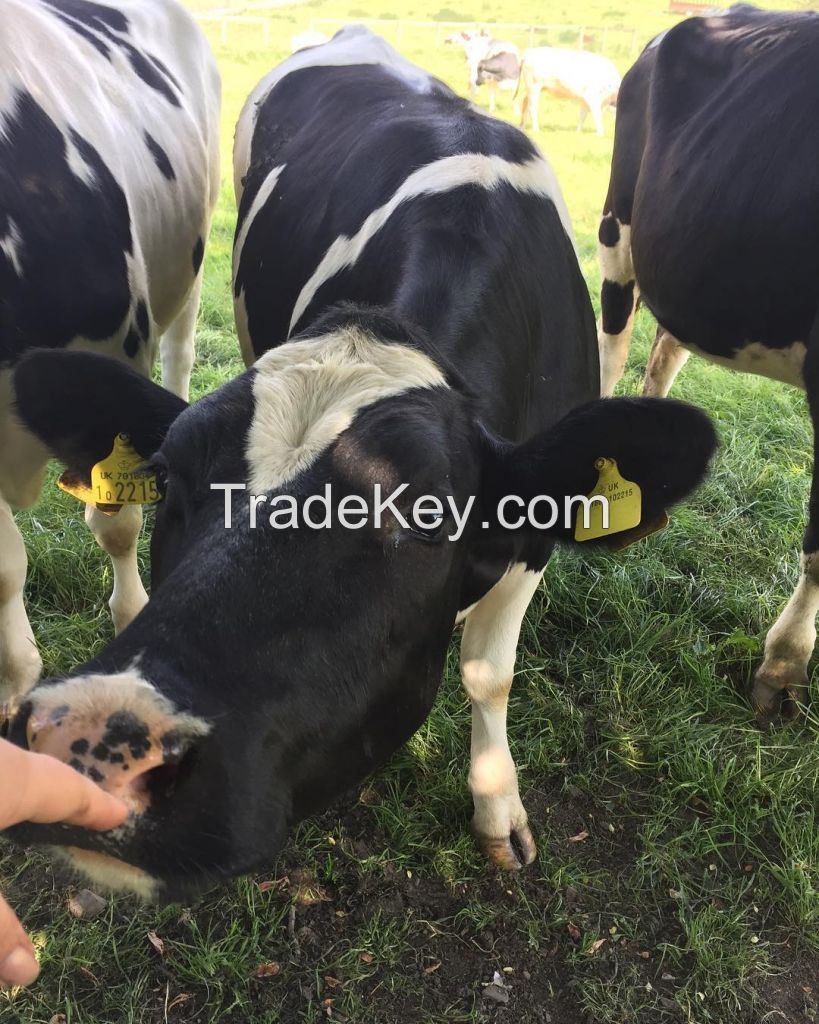 Holstein Heifers Cattle For Sale