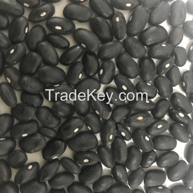 wholesale large number High Quality Organic Black Kidney Beans red kidney beans