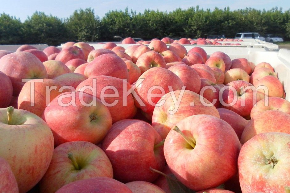 Fresh Apples Red Fuji Green Golden delicious Apples, Royal Gala Apples, Granny Smith Fresh Apples