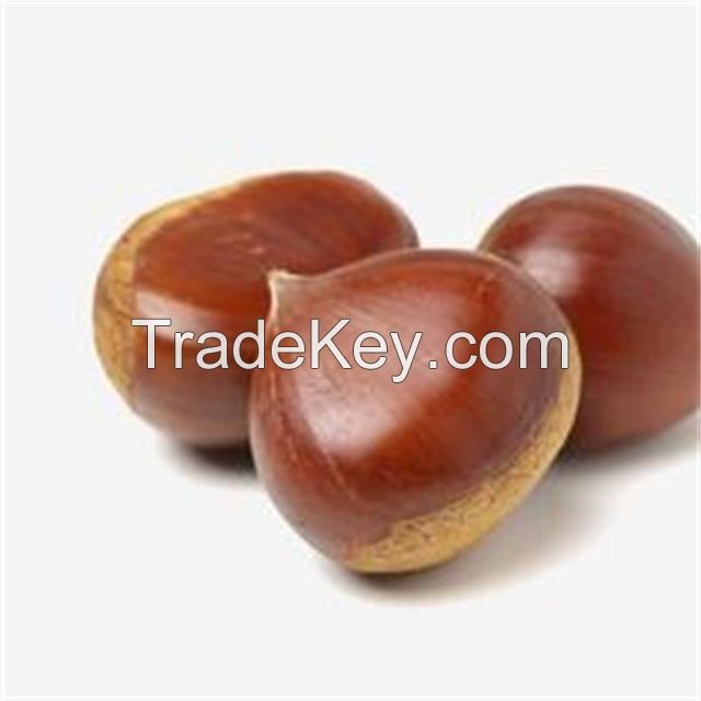 100% Top quality fresh chestnuts/organic chesnuts for Export