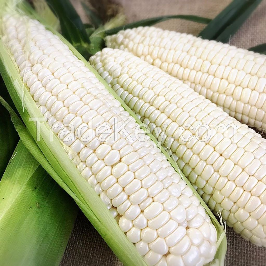 White Maize Corn for Human Consumption