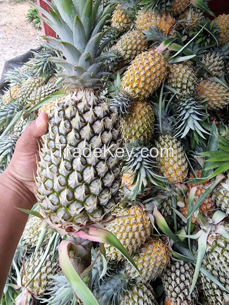 Fresh Pineapple