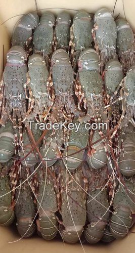 Buy Wholesale Price Frozen Lobster for sale