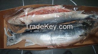 Frozen Whole Salmon / Fresh Frozen Salmon Fish With Good Quality