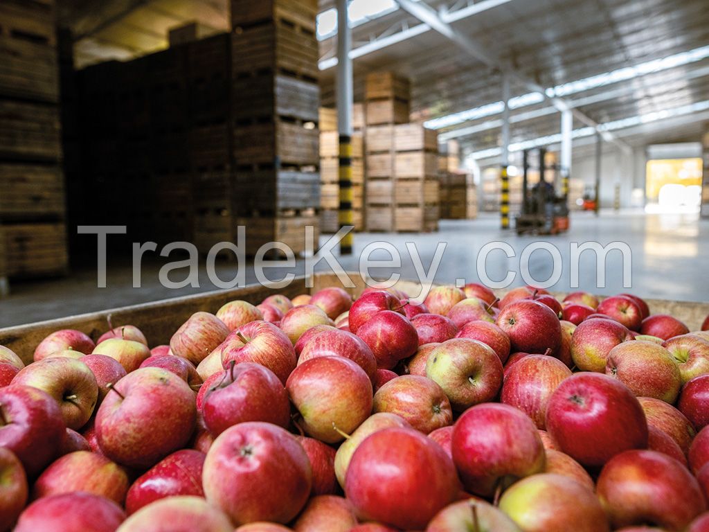 Premium Quality Fresh Green/Red Apple From Turkey Fast Shipping With Carton / Fresh Pome