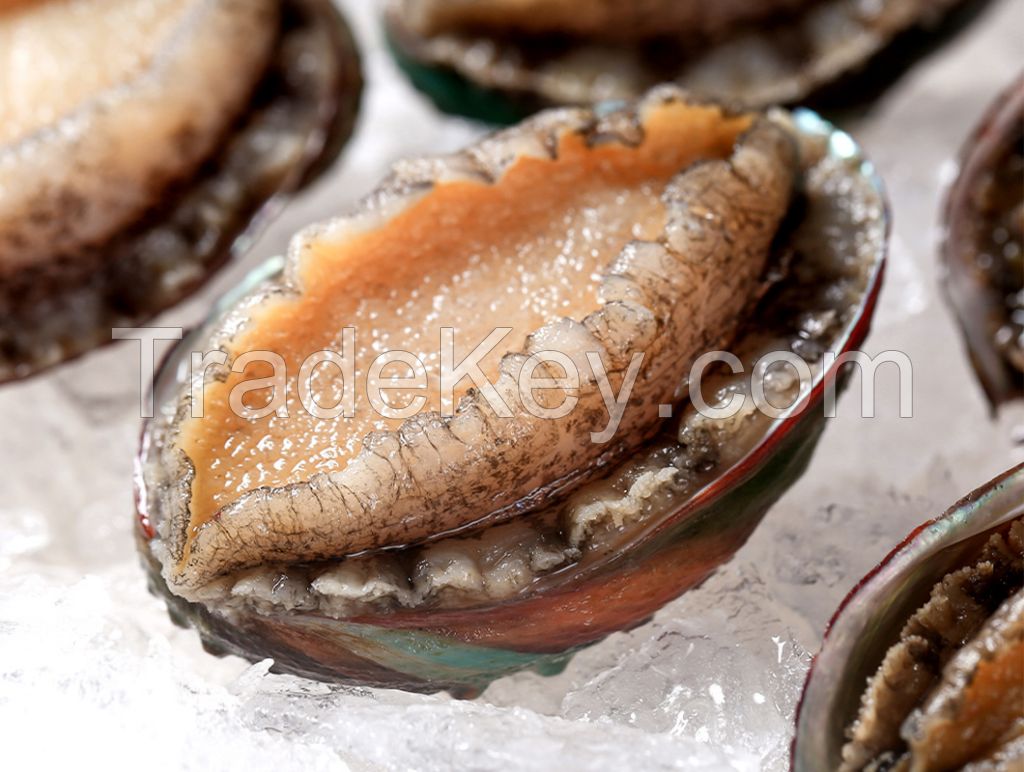 Factory Direct Selling Seafood Frozen Food Boiled Gutted Abalone with Shell