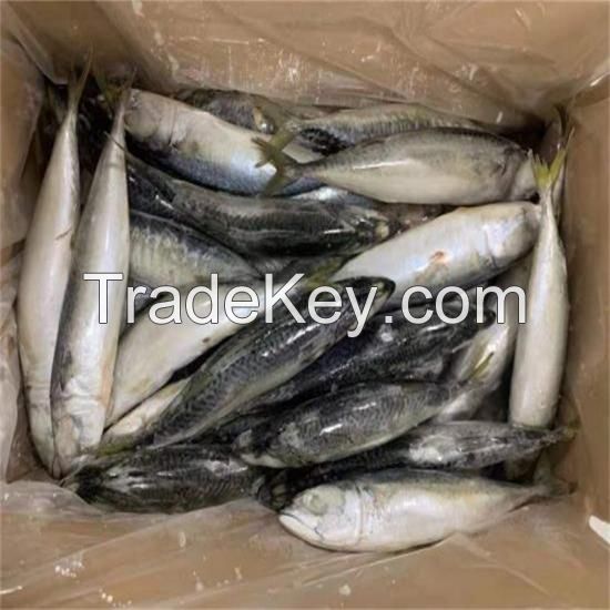 Quality Fresh Frozen Mackerel fish