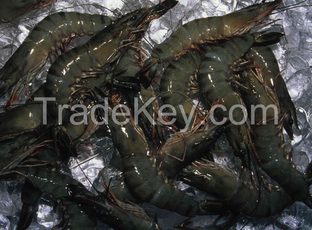 Wholesale Giant Tiger Shrimp frozen black tiger shrimp