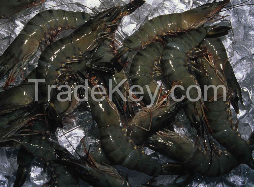 Cheap price Black Tiger Prawns