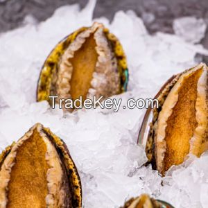 Hot Selling Canned Seafood Braised Abalone