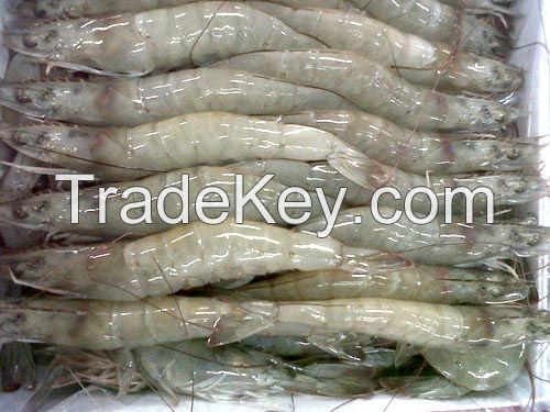 Frozen Seafood udang Frozen Vannamei shrimp HOSO