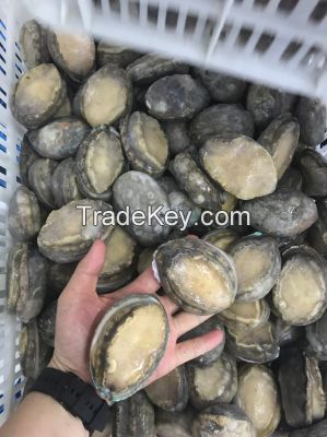 Wholesale Frozen Abalone with Shell