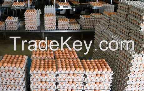 Fresh Table Eggs / Brown and White Table Eggs