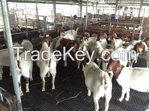 Pure breed Boer Goats