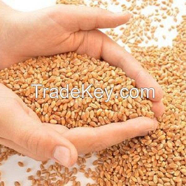 Wheat Grain in bulk  high quality wheat, whole nutrition grain
