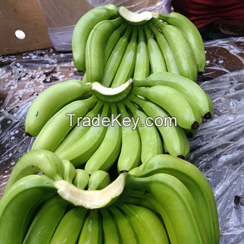 Best quality Fresh Green Cavendish Banana