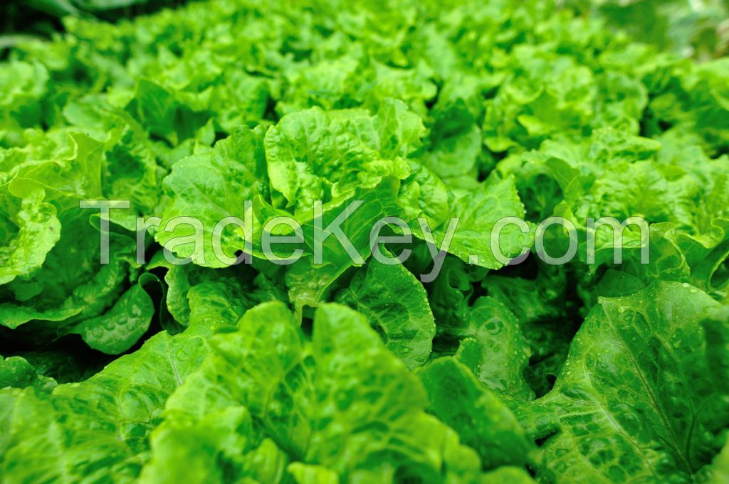 Fresh Head Garden Lettuce for sale